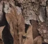 Realtree® Whaler Tall Mesh Cap - Realtree APX™ Camo